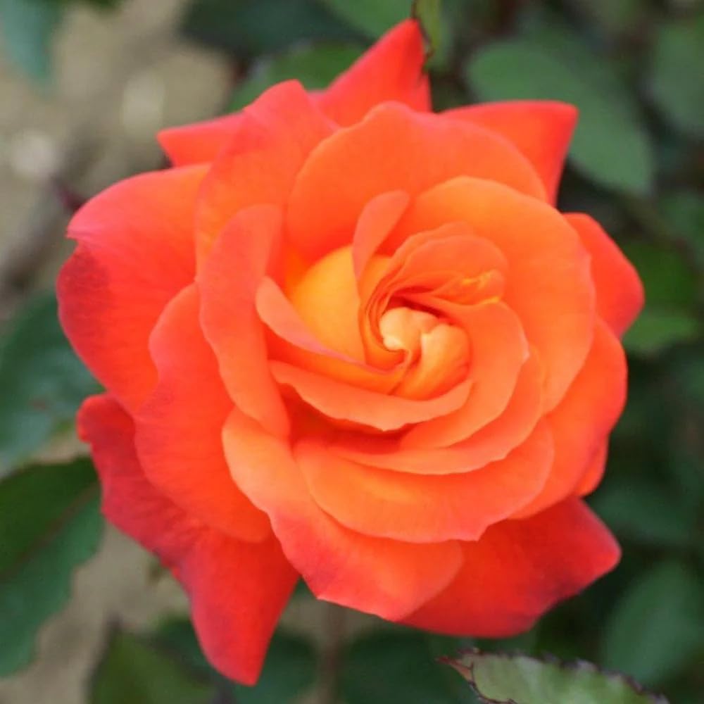 Rose Live Plant for Planting, Rose Bush Ready to Plant, 5-8 Inch Tall, Fragrant Rose Flowers (Red Orange)