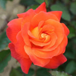 Rose Bush Live Plant, Fragrant Hybrid Tea Rose Flowers Well Rooted Plant, 5-10 Inc Tall for Planting Indoor Outdoor (Orange Red Rose)