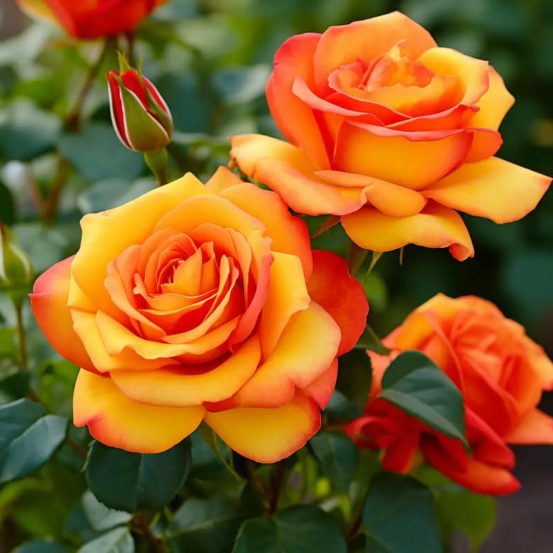 Rose Bush Live Plant, Hybrid Tea Rose Plant Live, 5-9 Inch Tall, Fragrant Flowers Tree, Well-Rooted 1 Year Old, No Pot (Orange Rose)