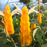 Set 2 Yellow Shrimp Plants Live, Golden Shrimp Plants, Shrimp Well Rooted, Live Shrimp Plant Indoor Outdoor, 4 to 6 Inches Tall