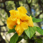 Hibiscus Plants Live, Hardy Hibiscus Plants Live, Tropical Hibiscus Plant, 6 to 8 Inch Tall, Hibiscus Tree Live Plant, Perennial Flower Tree, Double Gold Hibiscus