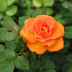 Rose Bush Live Plant, 5-9 Inch Tall, Fragrant Rose Flowers Tree, Well-Rooted Ready to Plant Outdoor Indoor (Orange Rose)