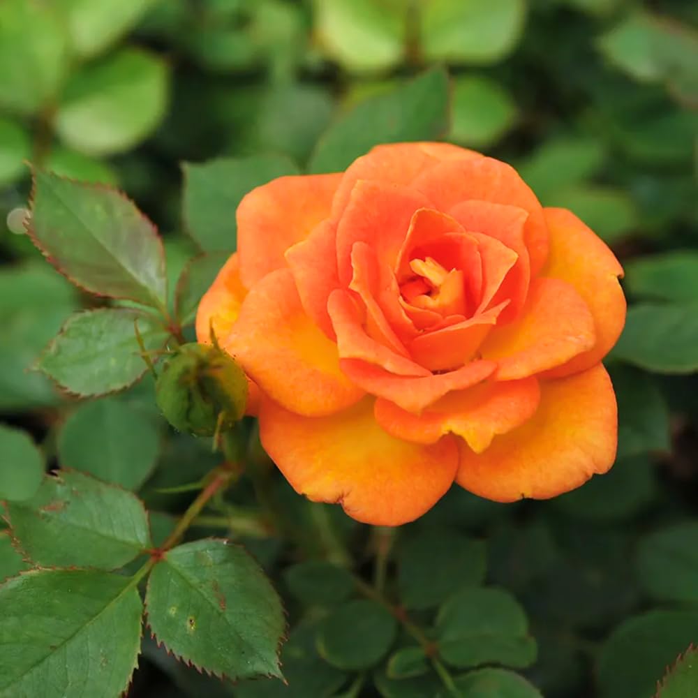 Rose Bush Live Plant, 5-9 Inch Tall, Fragrant Rose Flowers Tree, Well-Rooted Ready to Plant Outdoor Indoor (Orange Rose)