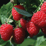 2 Raspberry Plants Live for Planting, Golden Raspberry Everbearing, Very Large and Sweet Raspberries, Well-Rooted Zones 4-8 (Caroline Red)