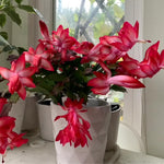 Christmas Cactus Plants Live, Thanksgiving Cactus Easter Cactus Like, 4-8 Inc Tall, Cold Hardy, Holiday Cactus for Indoor Outdoor Planting, Starter Size (Red)
