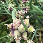 3 Egyptian Walking Onion Live Plants, Onion Tree Outdoor Planting, Winter Hardy Rare Fresh Heirloom Allium Winter, Onions Vegetable