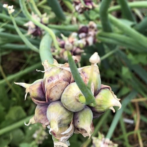 3 Egyptian Walking Onion Live Plants, Onion Tree Outdoor Planting, Winter Hardy Rare Fresh Heirloom Allium Winter, Onions Vegetable