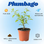Blue Plumbago Live Plant, 4-6 Inches Tall in 4 Inch Pot, Plumbago Vine Plant for Planting, Vibrant Flowering Starter Plant
