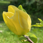 Magnolia Tree, Magnolia Flowering Shrub Bush in 2.5'' Pot, Well Rooted Magnolia to Grow in Container, Garden (Yellow Magnolia)
