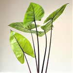 Black Stem Alocasia Plant 4-8 Inch Tall, Tropical Alocasia Indoor Houseplant, Well Rooted Elephant Ear for Growing