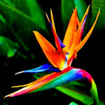 Blue Orange Bird of Paradise Live Plant, Vibrant Tropical Houseplant Flowers Strelitzia Reginae Size 5 to 9 Inc Tall, No Pot, Well-Rooted, Hardy