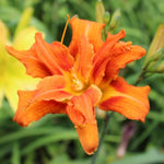 Set 10 Double Orange Daylily Bulbs for Planting, Hardy Perennial Lily Roots for Colorful Summer Blooms