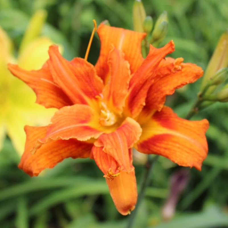 Set 10 Double Orange Daylily Bulbs for Planting, Hardy Perennial Lily Roots for Colorful Summer Blooms