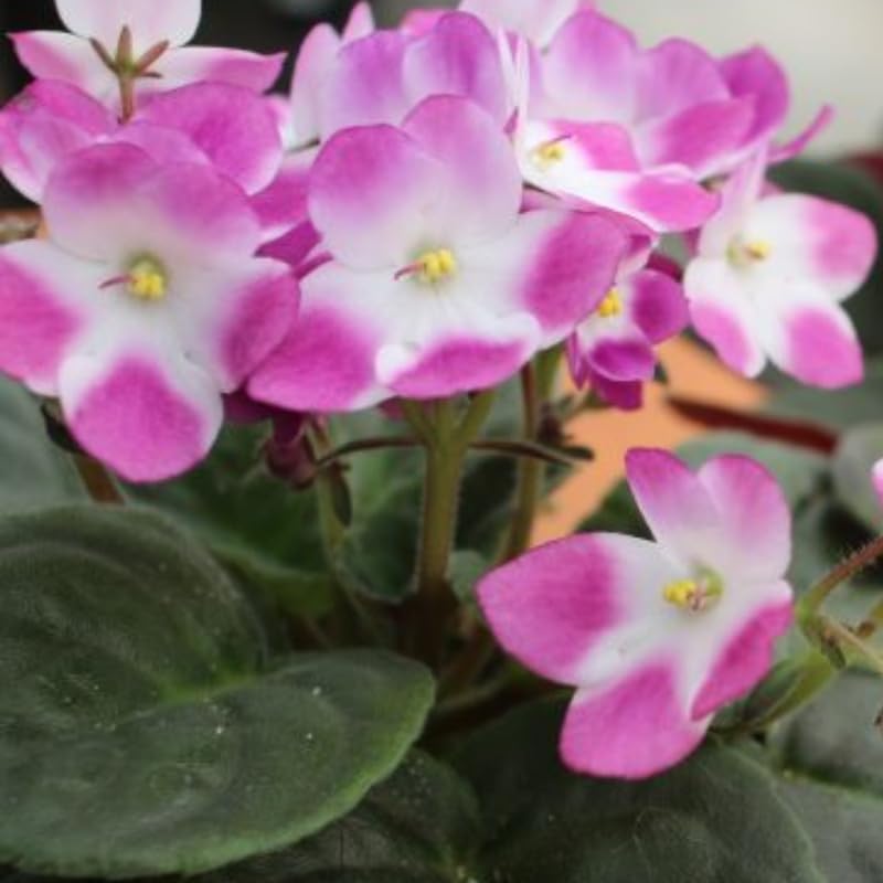 Pink White African Violet Live Plant, 4 Inch Pot African Violets Live Plant, Live Afican Violets Plants, Pink Flowering African Violets Live Plants Indoor Garden, Perennial Live African Violet Plants