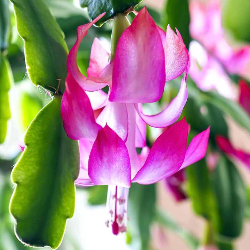 True Christmas Cactus Plant Live, Pink Blooms Indoor Houseplant, Clumps of 4-6" Well-Rooted Holiday Cactus, in 4" Pot