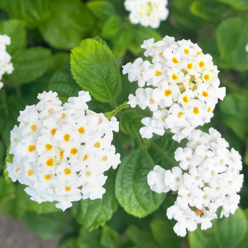2 Lantana Plants Live, Lantana Live Plants for Planting Outdoors, Trailing Lantana Plants Live, 5 to 7 Inc Tall (White)