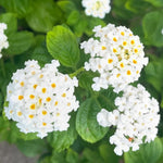 3 Trailing Lantana Plants Live, 5 to 7 Inc Tall, White Lantana Live Plants for Planting Outdoors Flower Gardening