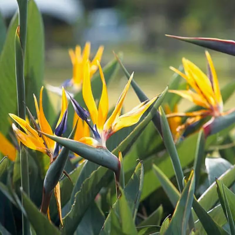 Bird of Paradise Plant Live, Yellow Bird of Paradise Live Plant from 9 to 12 Inches Tall, Flower Bush Plant
