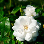 2 White Rose Climbing Live Starter Plants, Fragrant White Climbing Rose for Planting Outdoor, No Pot, 1 Year Old Rose Plant, Well-Rooted Rose Plants Live Ready to Plant