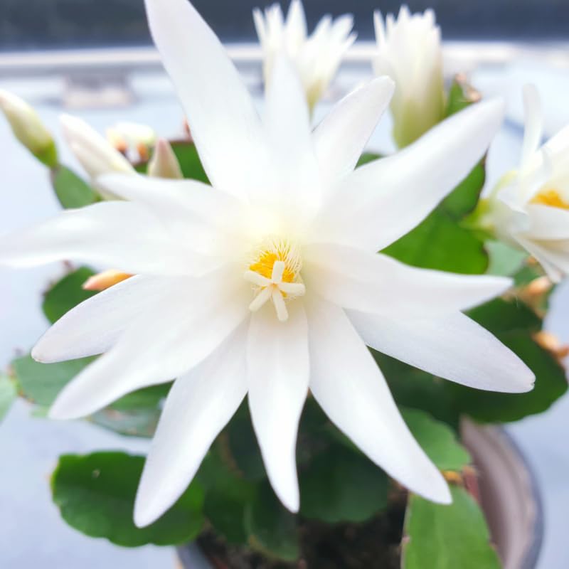White Easter Cactus Plants Live, Starter Holiday Cactus Plant for Indoor Outdoor Houseplants, False Christmas Thanksgiving Cactus Like, Cold Hardy, 5-9" in Tall, No Pot