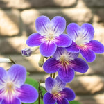 Streptocarpus Live Plant in 3.25" Pot, 5-8" False African Violet Ladyslipper Primose Plant for Spring Planting, Indoor Outdoor Home Décor (Blue White)