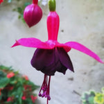 4 Black Fuchsia Plants Live, Fuchsia Flower Plant, 4 to 7 Inches Tall, Growing Indoor Outdoor