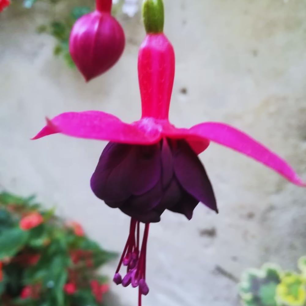 4 Black Fuchsia Plants Live, Fuchsia Flower Plant, 4 to 7 Inches Tall, Growing Indoor Outdoor
