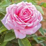 Rose Plant Live, Roses Bush for Outdoor Garden, 5-10 Inch Tall, Ornamental Flowering Shrub with Fragrant Blooms, Ready to Plant (Pink Rose)
