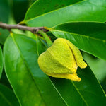 Annona Muricata Soursop Plant Live for Planting, Sweet Soursop Tree Live Plant 5 to 9 Inches Tall, Soursop Guanabana Seedling Ready to Grow, No Pot