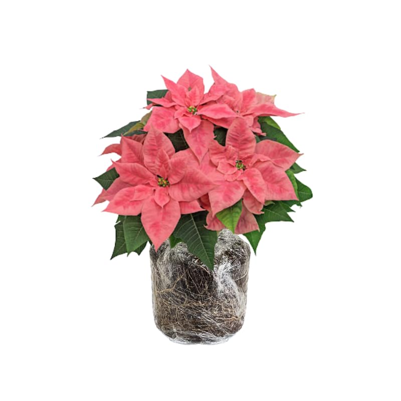 Light Pink Poinsettia Plant Live 4-8 Inches, Vibrant Poinsettia Flowers for Holiday, Live Indoor Houseplant, No Pot