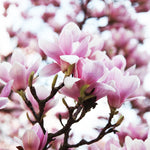 Jane Magnolia Tree Live Plant 4-8 Inches, Pink Blooms Magnolia Bush, Fragrant Magnolia for Growing, Winter Dormant