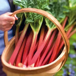 3 Victoria Rhubarb Roots for Planting, Rhubarb Crowns 3-5 Inch Tall, Rhubarb Plants for Planting, Perennial Vegetable Roots