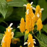 Set 3 Shrimp Plants for Planting, 4-9 Inches, Live Shrimp Shrub Plant Ready to Grow Outdoor, Yellow Blooms