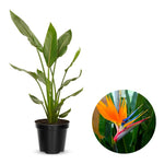 Orange Bird of Paradise Plant Live, 5 to 7 Inches Tall, Bird of Paradise Live Plant, Tropical Plants Outdoor