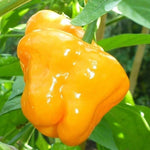 Set 2 Assorted Pepper Live Plants, 90 Days Old Super Pepper Live Plant for Summer Planting (Yellow Jamaican Scotch Bonnet)
