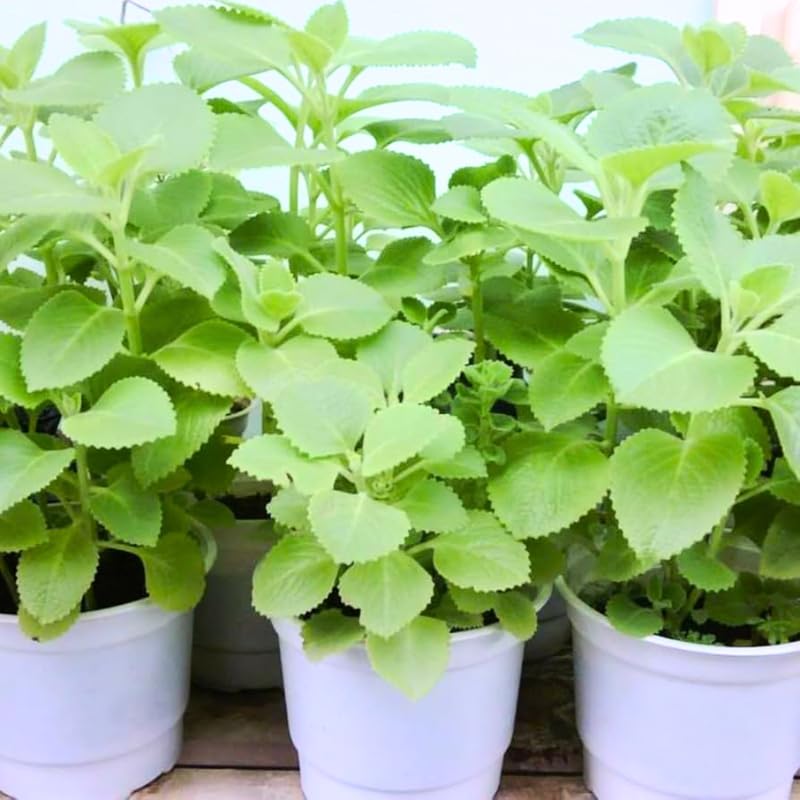 2 Green Cuban Oregano Plants Live, 4-6" Tall Spanish Thyme Mexican Mint for Indoor Outdoor Growing