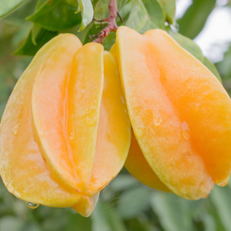 Starfruit Tree Live Carambola Tree, 8-14 Inches Tall Potted, Sweet Star Fruit Tree Plant for Planting, No CA, HI, PR, GU, AK