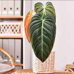 Variegated Philodendron Live Plant, Rare Indoor Houseplant Live Well Rooted 5-7 Inches, Container Growing, Home Office Decor (Giant Leaves Philodendron)