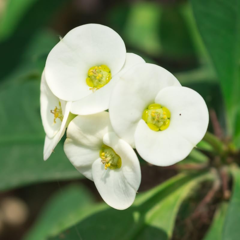 Hardy Crown of Thorn Live Plant, White Euphorbia Milii Tree, 1 Year Old Plant, 5-10 Inches in Tall, No Pot, Indoor Outdoor Décor Succulent Cactus