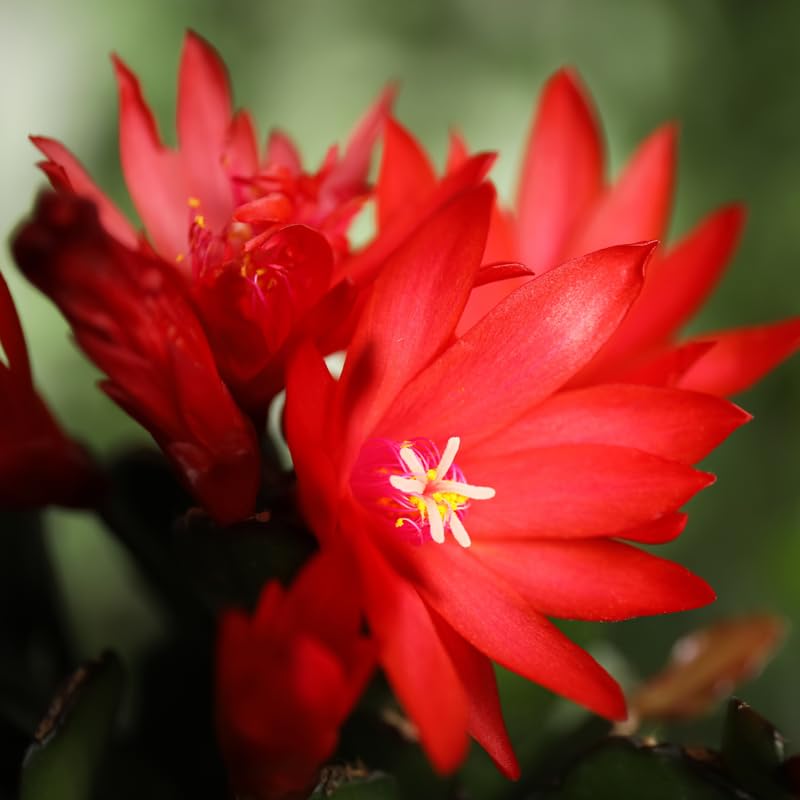 Red Easter Cactus Plants Live, 4 to 6 Inch Tall Easter Cactus Plants Live Indoor Garden, Live Easter Cactus Flower Plant, Spring Cactus Live Houseplant, Easter Cactus
