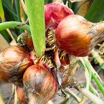 3 Onion Live Plants Tree Egyptian Walking Onions, Not Bulbs, Walking Onions Live Plant for Planting Outdoors, Second Year Plant