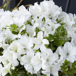 White Dwarf Azalea Rhododendron Plants Live Tree, 1 Gallon Pot Azalea Bush Shrub Vibrant Bloom, 1 Year Old Well Rooted, Cold Hardy