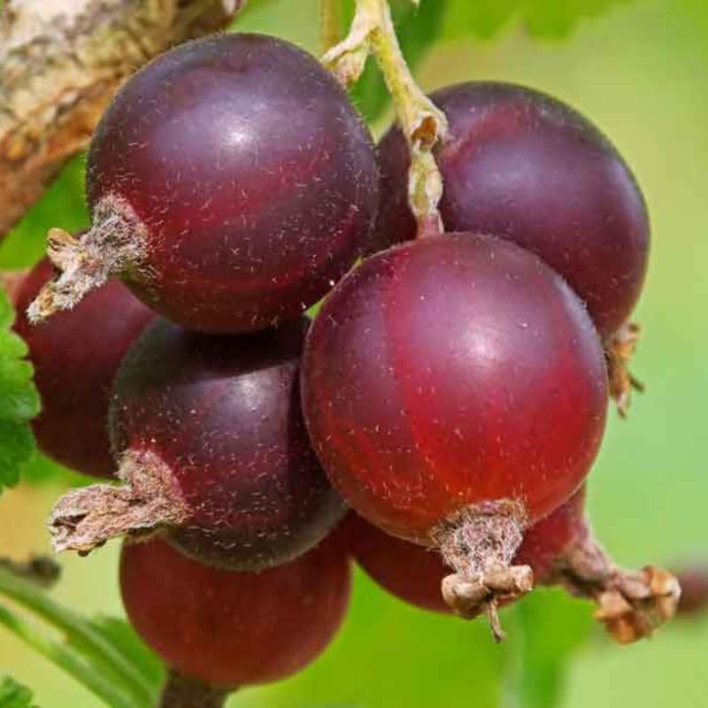 Jeanne Gooseberry Plant Live for Planting, 5-9 Inch Tall, Gooseberry Bush Live Plant, Gooseberry Fruit, Gooseberry Bareroot, Gooseberry Tree