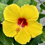 Hibiscus Plants Live, Tropical Hibiscus Plant, Perennial Flower Bush, 7 to 13 Inch Tall