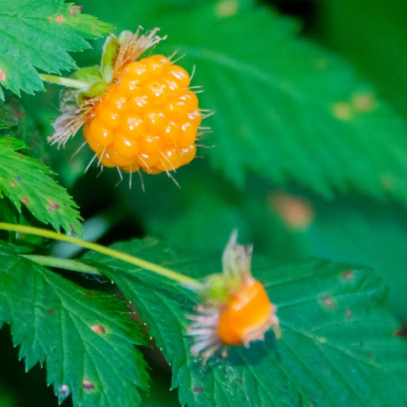 Salmonberry Plant