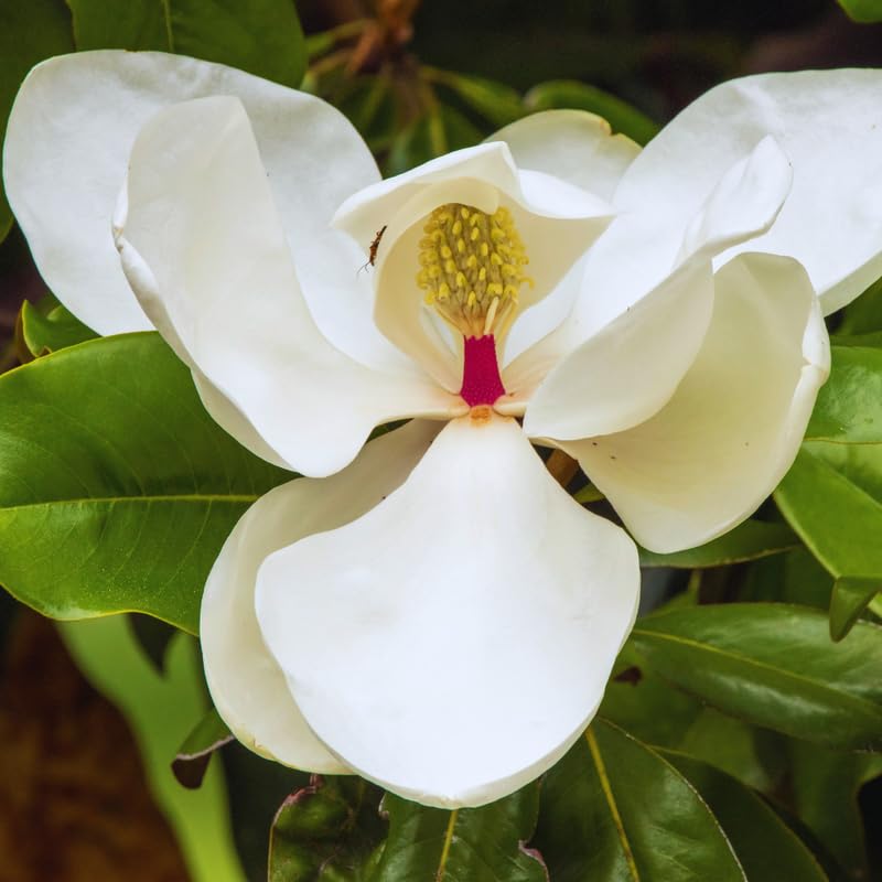 Magnolia Tree Live Plant, Southern Magnolia Plant Live, 8 to 12 Inches, Tropical Shrub Plants