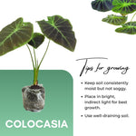 Colocasia Esculenta, Colocasia Live Plant, Elephant Ears Live Plant, Esculenta Taro Live Houseplant, 5-8 Inc Tall, No Pot (Rare Colocasia)