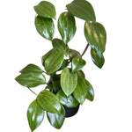 Green Hoya Live Plant, Hoya Plants Live Houseplants, 3.25 Inches Pot, Air-Purifying Plant for Home Office Decor, 4 to 6 Inches Tall