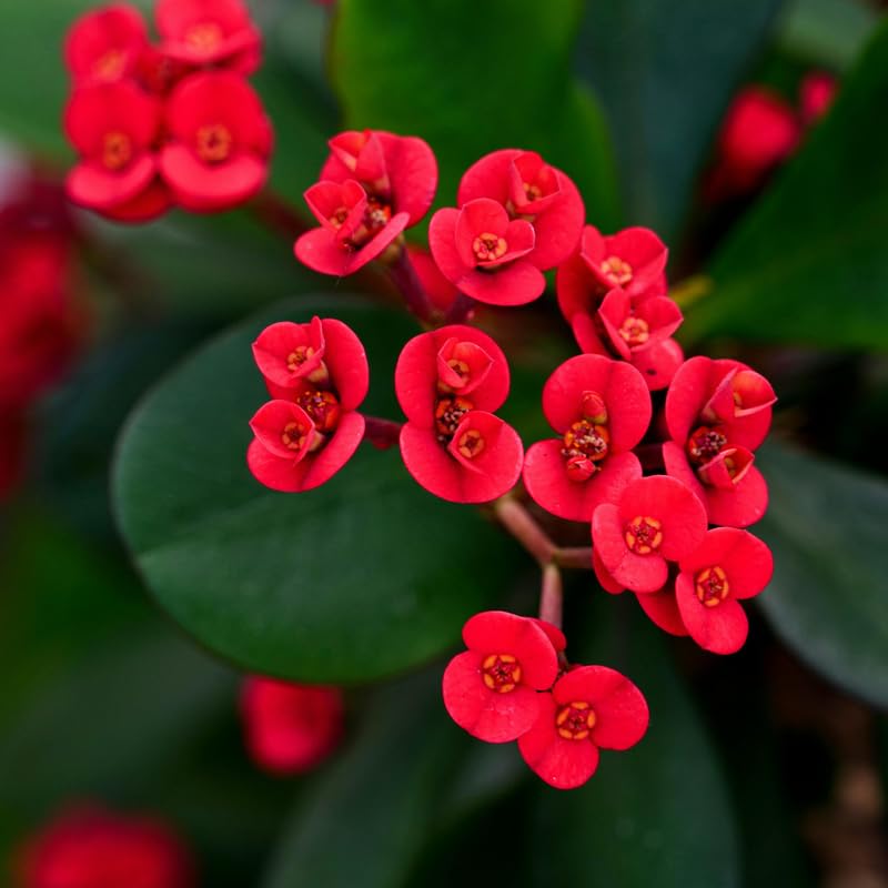 Red Crown of Thorn Live Plant, Euphorbia Milii Succulent Plant Potted 4-7 Inch Tall, Live Indoor Houseplant