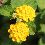 Set 4 Trailing Lantana Plants Live for Planting, Fragrant Lantana Live Plant to Grow Indoor Outdoor, Lantana Flowers Perennial, 4-8" Tall (Yellow Lantana)